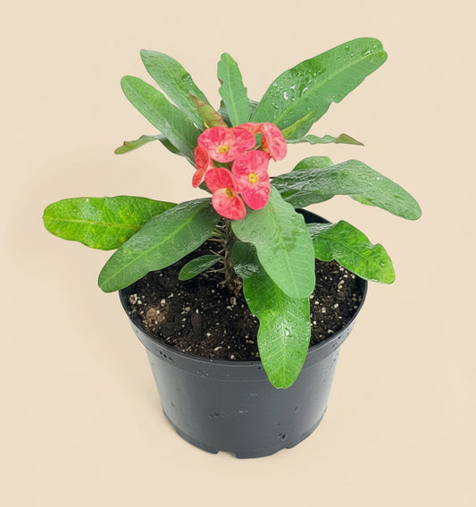 Crown of Thorns (Euphorbia Milii)- 8” pot