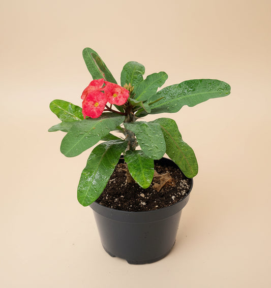 8” Crown of Thorns (Euphorbia Milii)