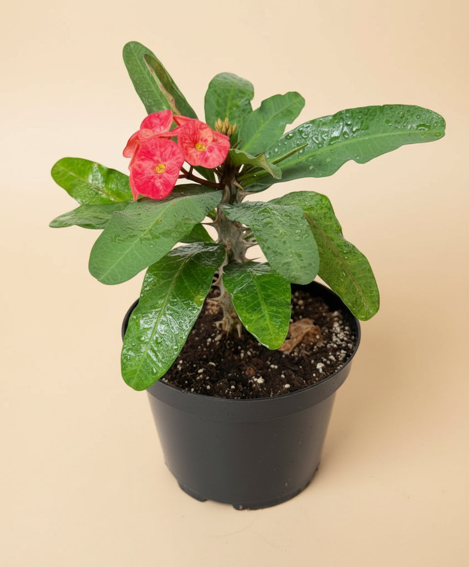 8” Crown of Thorns (Euphorbia Milii)