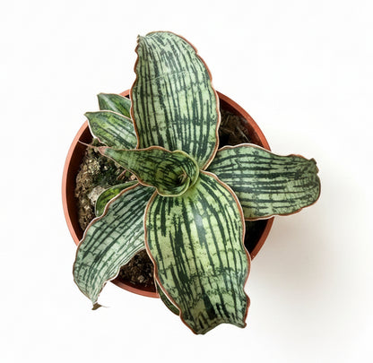 3.5” Sansevieria ‘Cleopatra’
