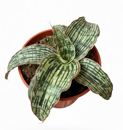 3.5” Sansevieria ‘Cleopatra’