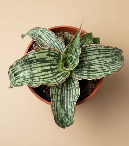 3.5” Sansevieria ‘Cleopatra’