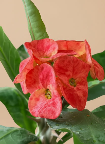 8” Crown of Thorns (Euphorbia Milii)