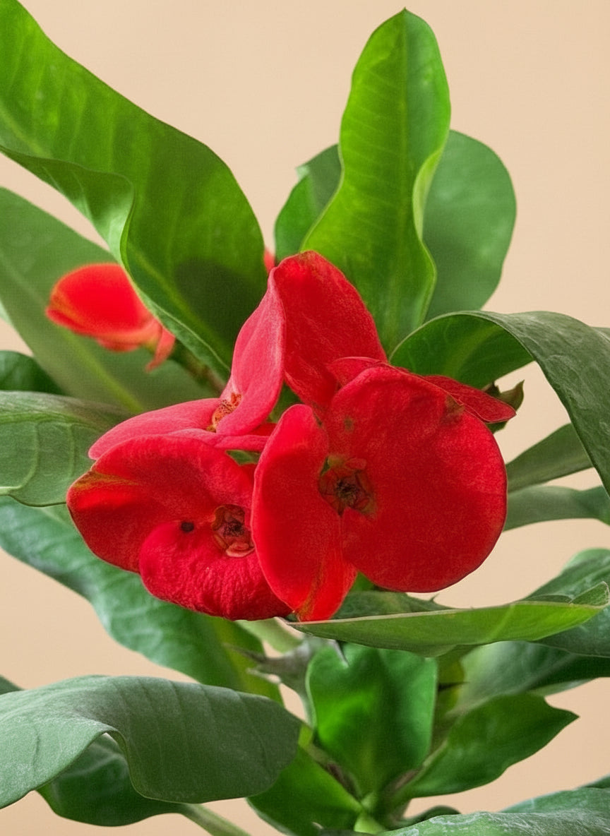 8” Crown of Thorns (Euphorbia Milii)