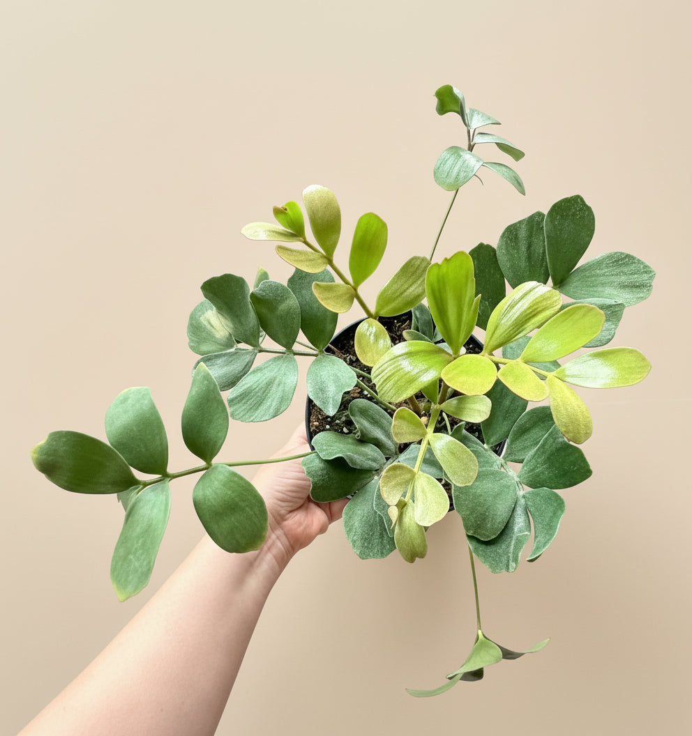 8” Zamia Furfuracea - Cardboard Palm