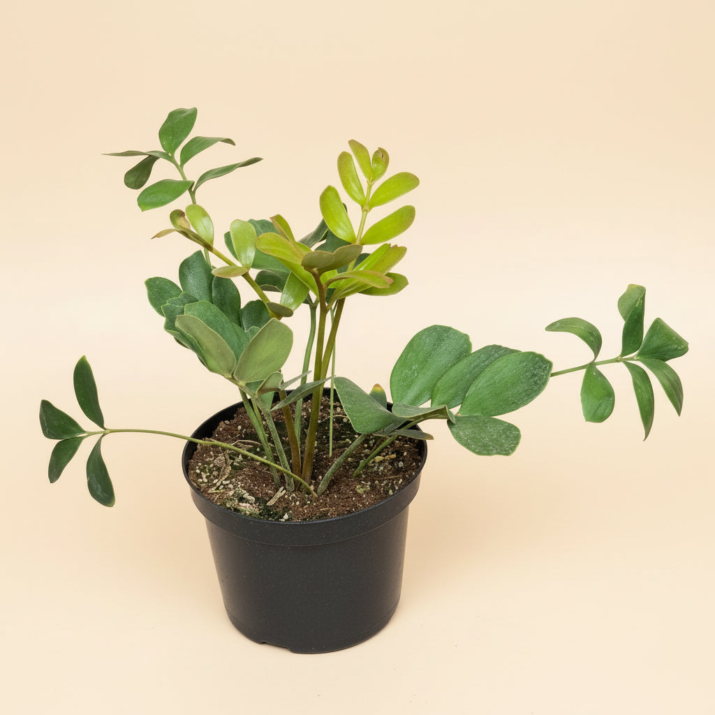 8” Zamia Furfuracea - Cardboard Palm