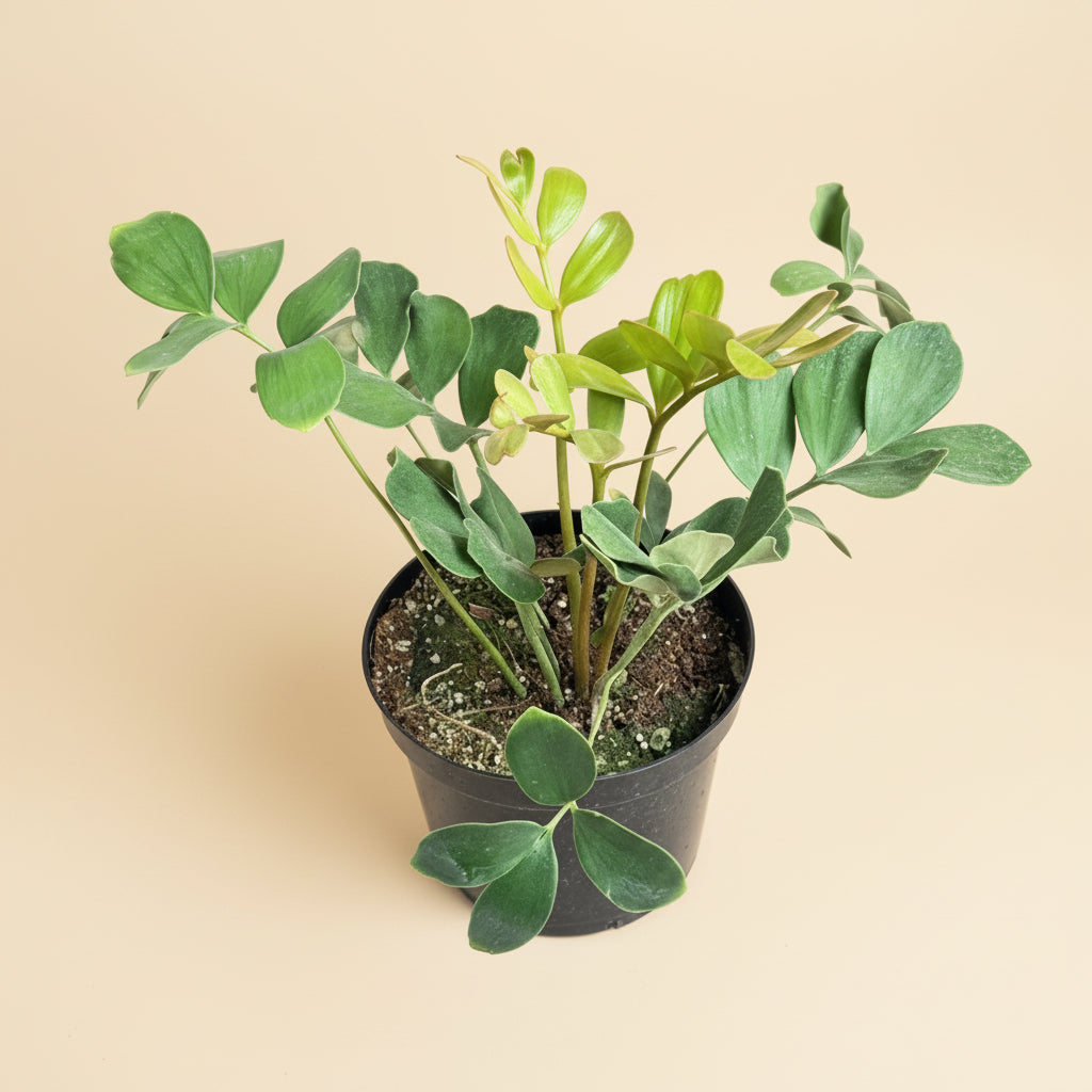 8” Zamia Furfuracea - Cardboard Palm