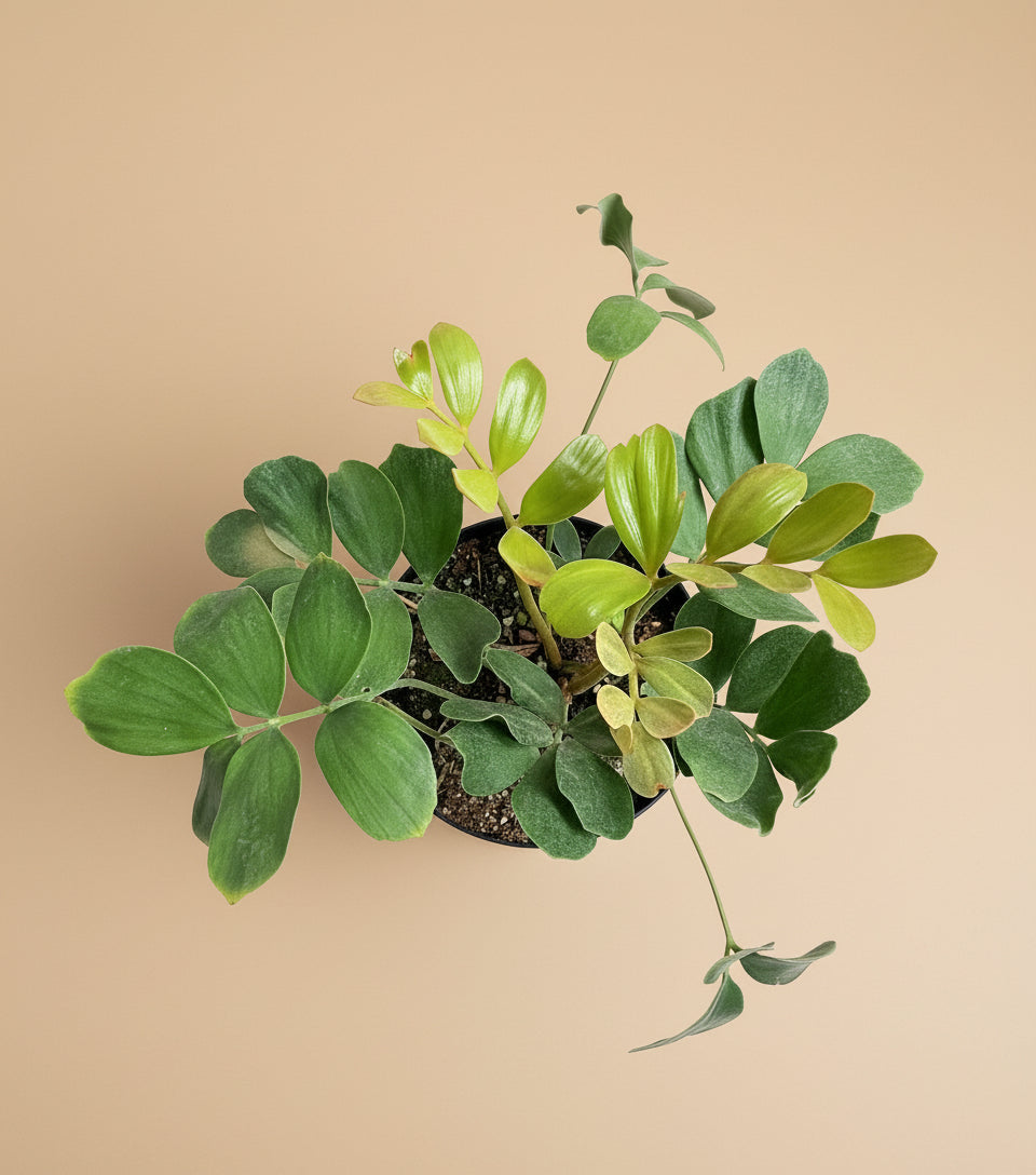 8” Zamia Furfuracea - Cardboard Palm