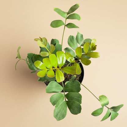 8” Zamia Furfuracea - Cardboard Palm