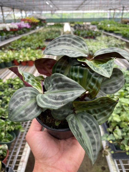 Geogenanthus Poeppigii Seersucker Plant