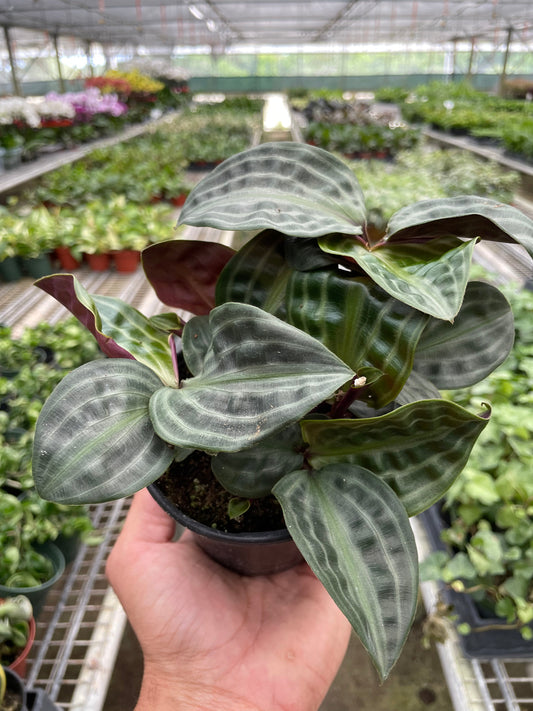 Geogenanthus Poeppigii Seersucker Plant