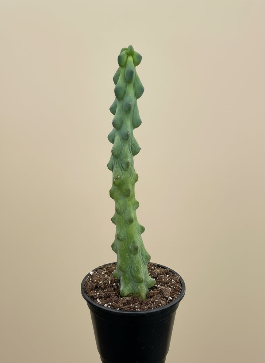 Boobie Cactus