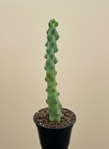 Boobie Cactus
