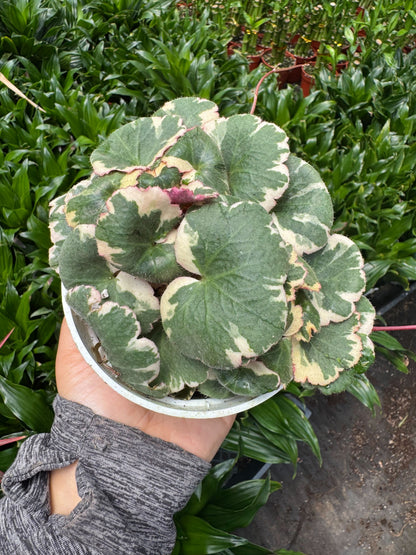 Variegated Strawberry Begonia- Saxifraga Tricolor