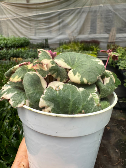 Variegated Strawberry Begonia- Saxifraga Tricolor