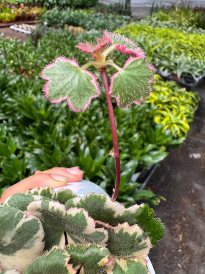 Variegated Strawberry Begonia- Saxifraga Tricolor