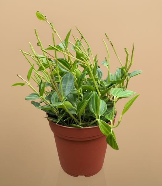 Peperomia 'Angulata'