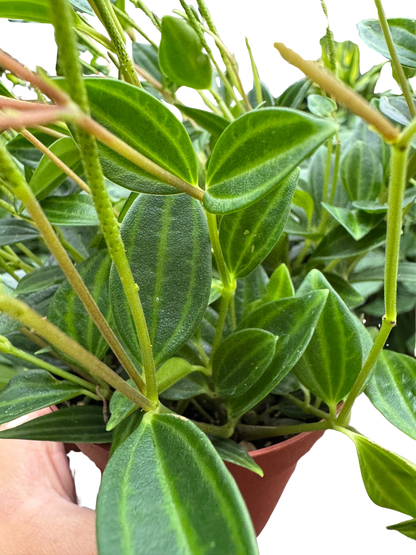 Peperomia 'Angulata'