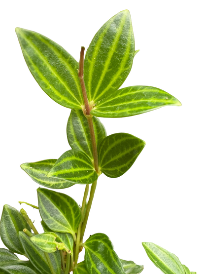 Peperomia 'Angulata'