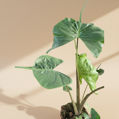 Alocasia macrorrhizos 'Stingray'
