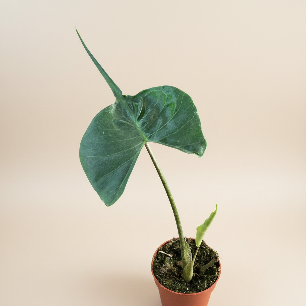 Alocasia macrorrhizos 'Stingray'
