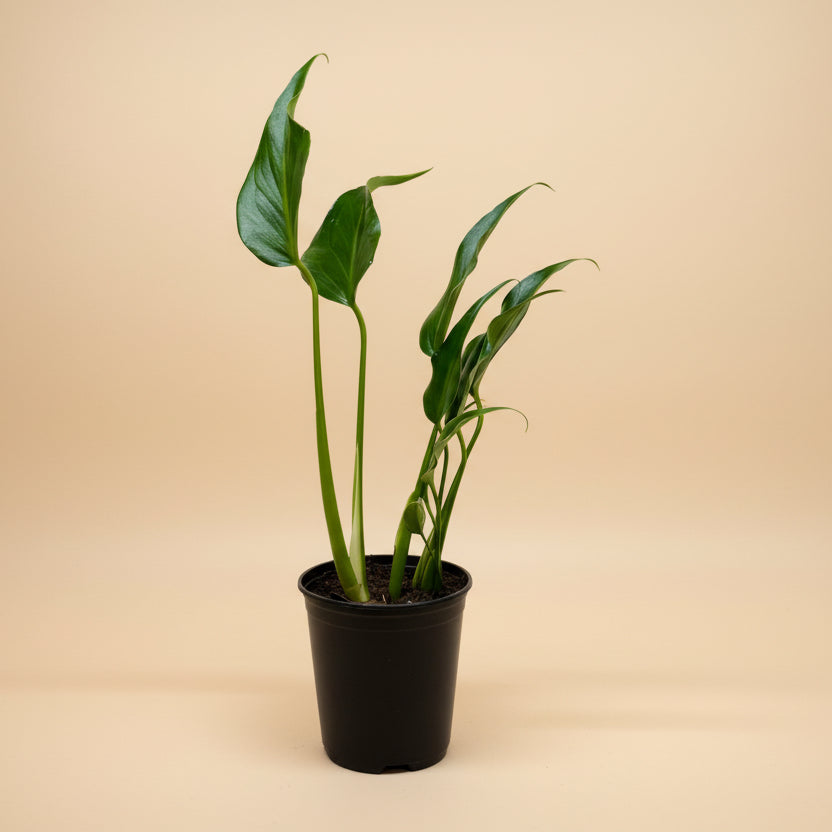 Monstera Burle Marx Flame