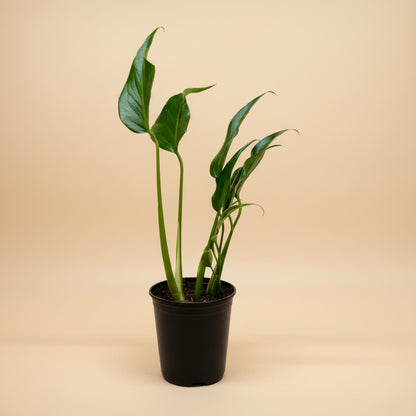 Monstera Burle Marx Flame