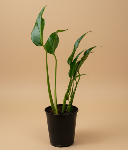 Monstera Burle Marx Flame