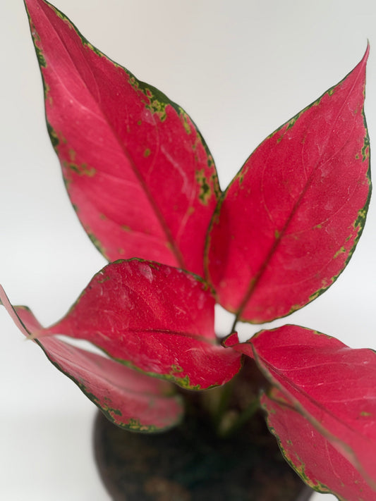Chinese Evergreen 'Ruby Garuda'
