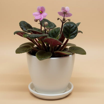 African Violet 'Pink'