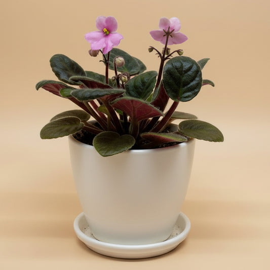 African Violet 'Pink'