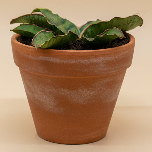 Snake Plant 'Silver Blue'