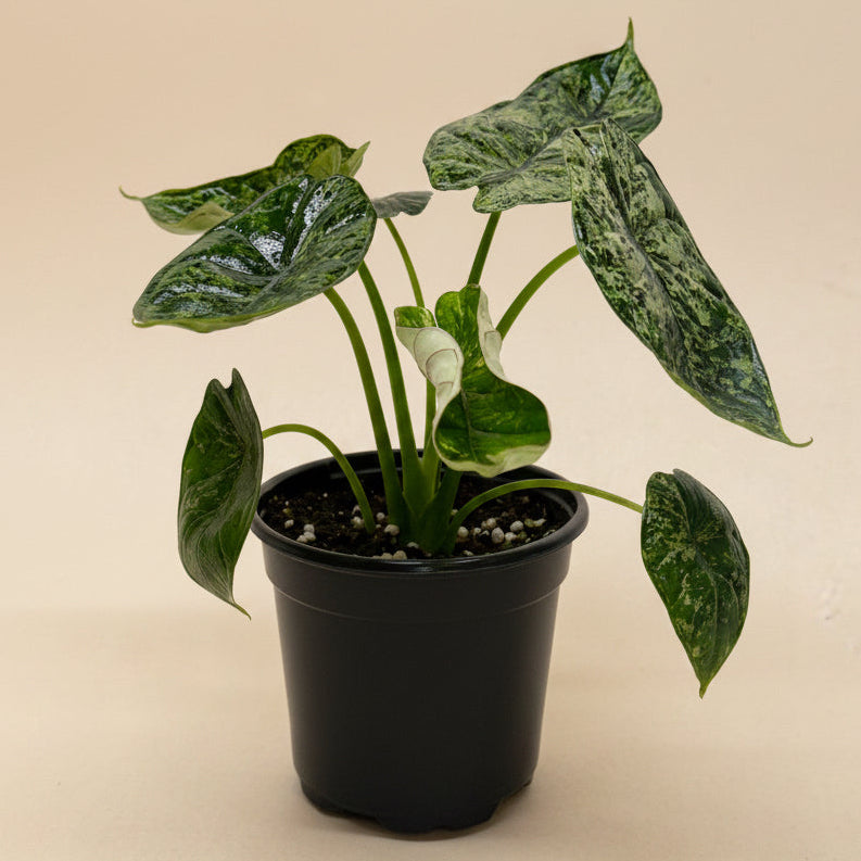 Alocasia 'Dragon Scale Mint'