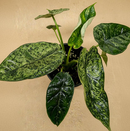 Alocasia 'Dragon Scale Mint'