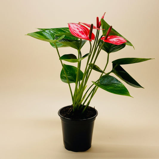 Anthurium 'Livium'