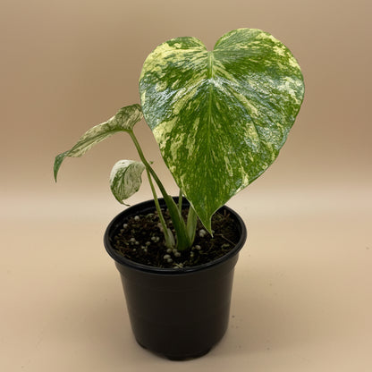 Monstera 'Mint'