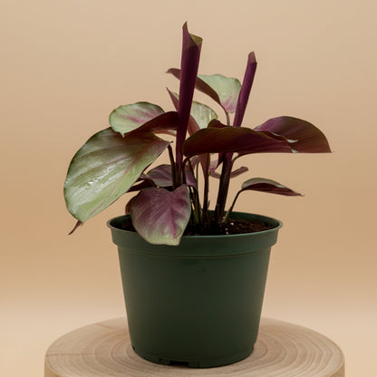 Calathea 'Silver Plate'