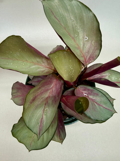 Calathea 'Silver Plate'