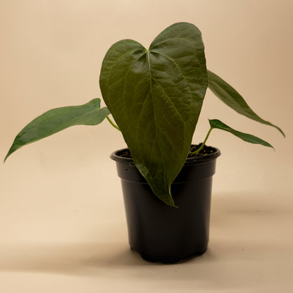 Anthurium 'Queen of Hearts'