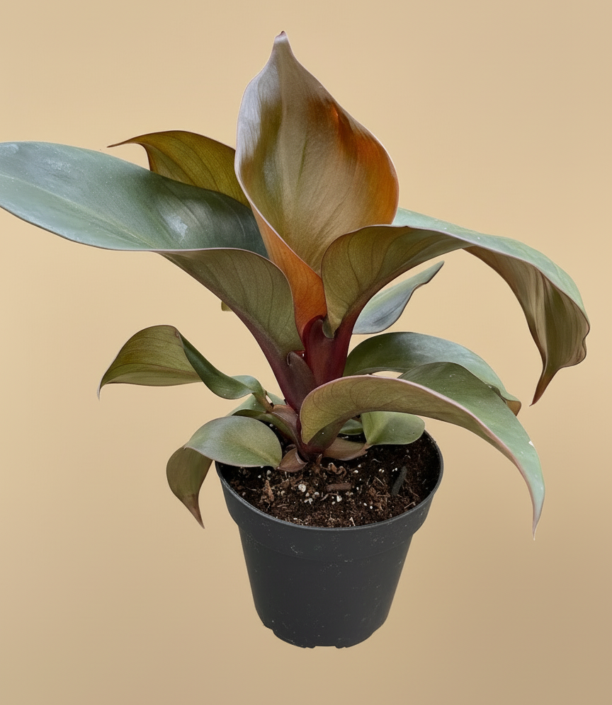 Philodendron 'Red Heart'