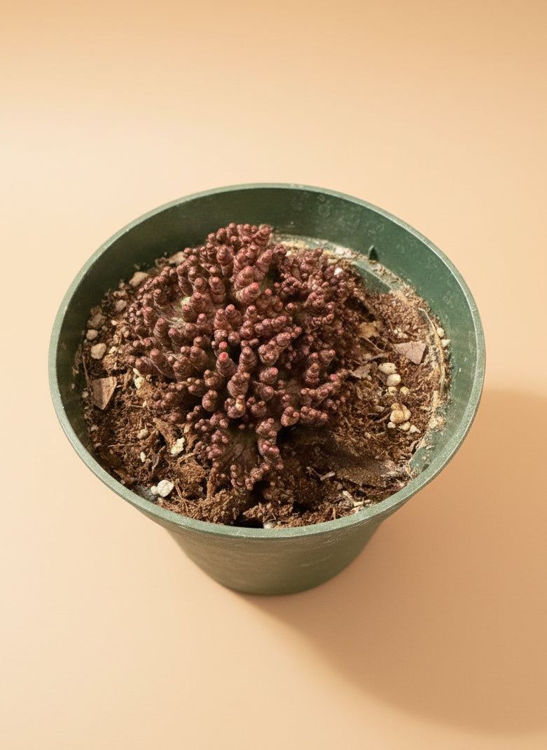 4” Mammillaria bocasana f. monstruosa cv. Fred