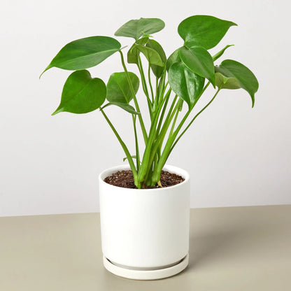 Monstera Deliciousa Split-Leaf