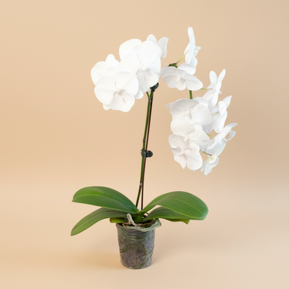 Orchid 'White Phalaenopsis'