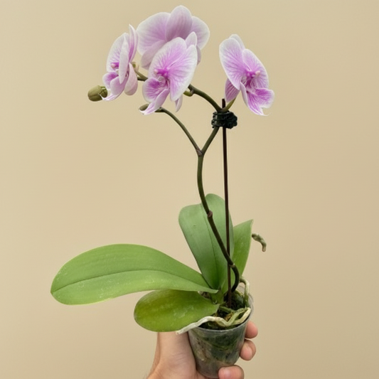 Orchid 'Light Pink Phalaenopsis'