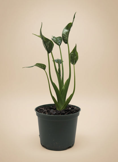 Alocasia 'Tiny Dancer' - 4" Pot