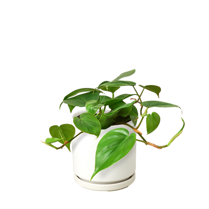 Philodendron Cordatum Heartleaf