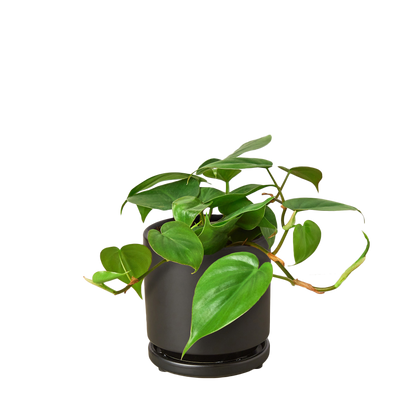 Philodendron Cordatum Heartleaf