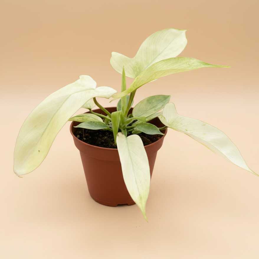 Philodendron 'Florida Ghost'