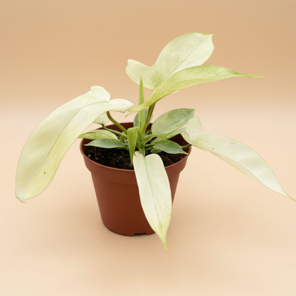Philodendron 'Florida Ghost'