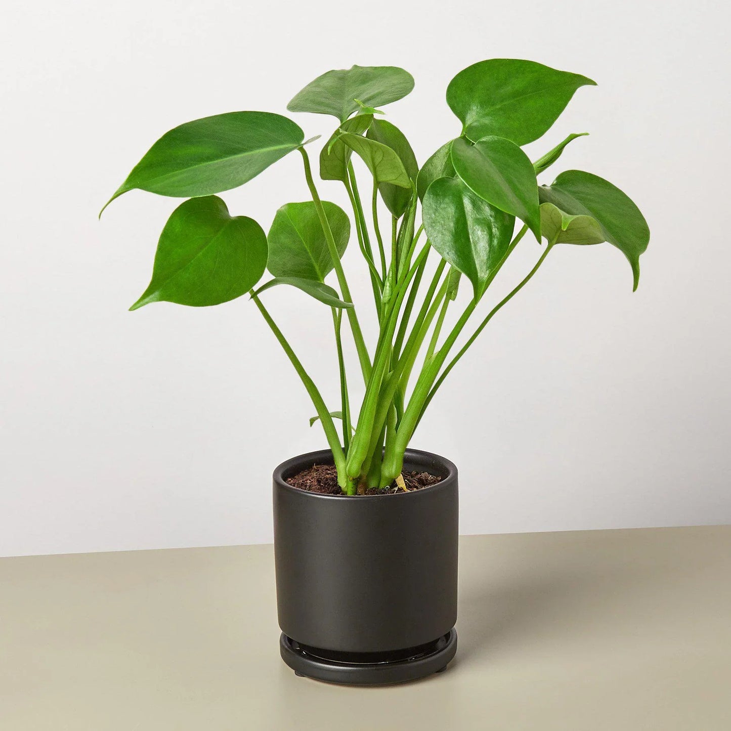Monstera Deliciousa Split-Leaf